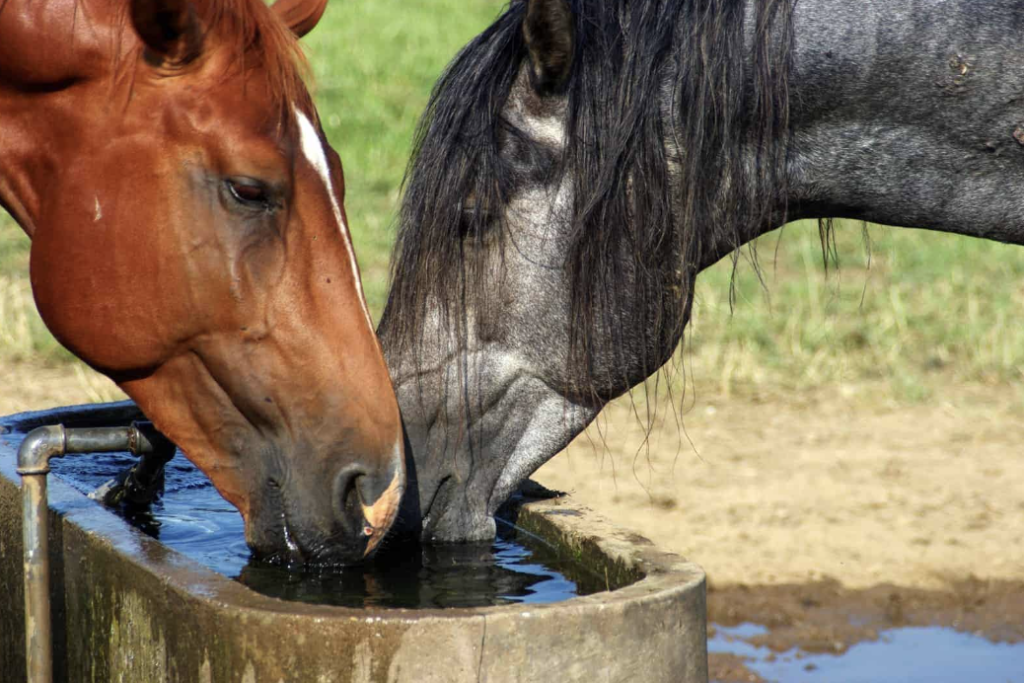 clean water to prevent parasites in horses